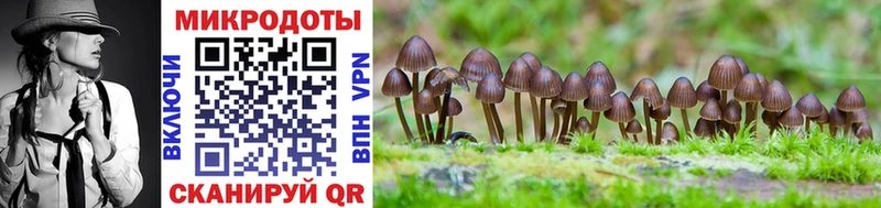 Псилоцибиновые грибы Psilocybe Бирюсинск